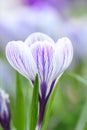 Crocus vernus Pickwick, white flower with deep purple veins